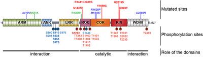 LRRK2 Phosphorylation, More Than an Epiphenomenon